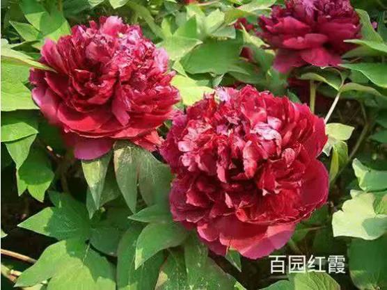 微信图片_20210325113100.jpg